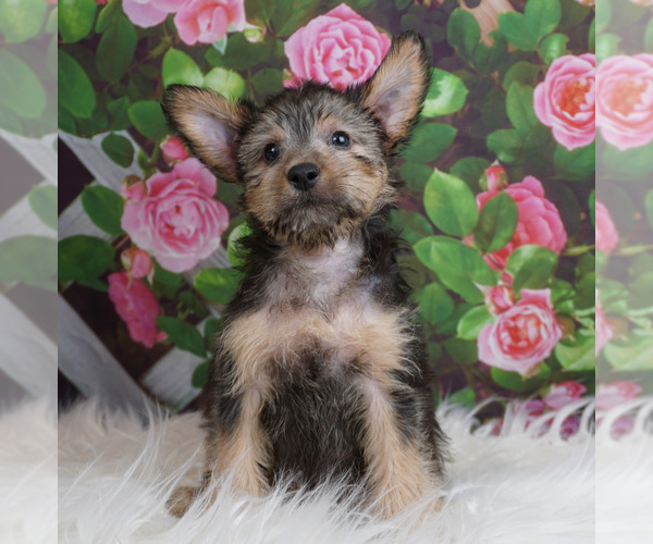 Medium Photo #1 Chorkie Puppy For Sale in WARSAW, IN, USA