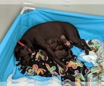 Small Photo #12 Labrador Retriever Puppy For Sale in N TOPSAIL BCH, NC, USA