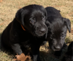 Small Photo #11 Labrador Retriever Puppy For Sale in ATHENS, GA, USA