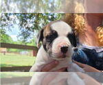 Small #4 American Pit Bull Terrier-Labrador Retriever Mix