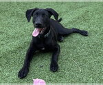Small Labrador Retriever Mix