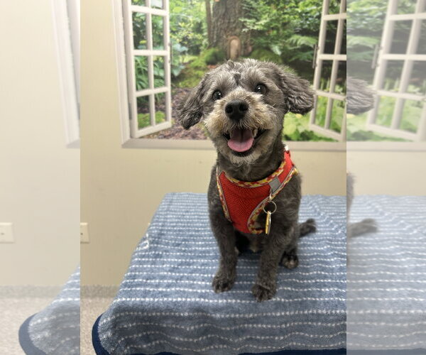 Medium Photo #1 ShihPoo Puppy For Sale in Lancaster, PA, USA