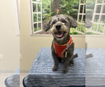 Small ShihPoo