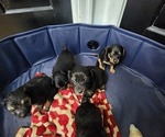 Small #14 Dachshund