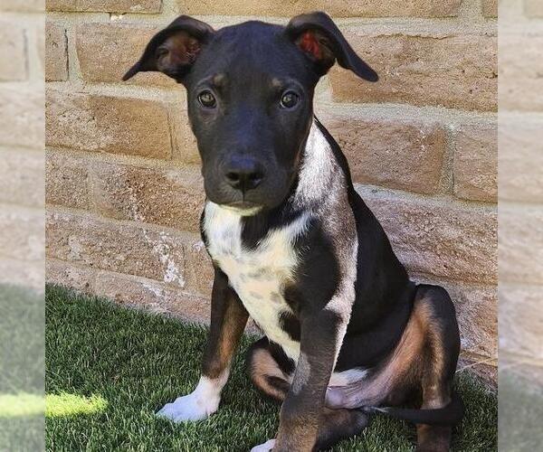 Medium Photo #4 Mutt Puppy For Sale in San Diego, CA, USA