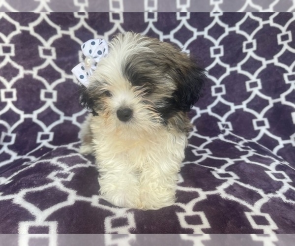 Medium Photo #14 Zuchon Puppy For Sale in LAKELAND, FL, USA