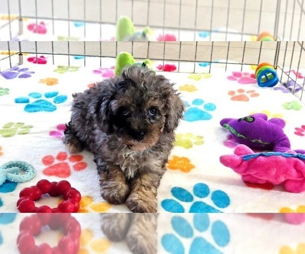 Medium Photo #12 Cavapoo (Miniature)-Poodle (Toy) Mix Puppy For Sale in ORO VALLEY, AZ, USA