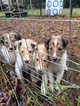 Small Photo #9 Collie Puppy For Sale in TERRY, MS, USA