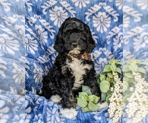 Bernedoodle (Miniature) Puppy for sale in RISING SUN, MD, USA