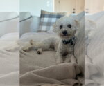Small #3 Poochon