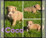 Image preview for Ad Listing. Nickname: Coco