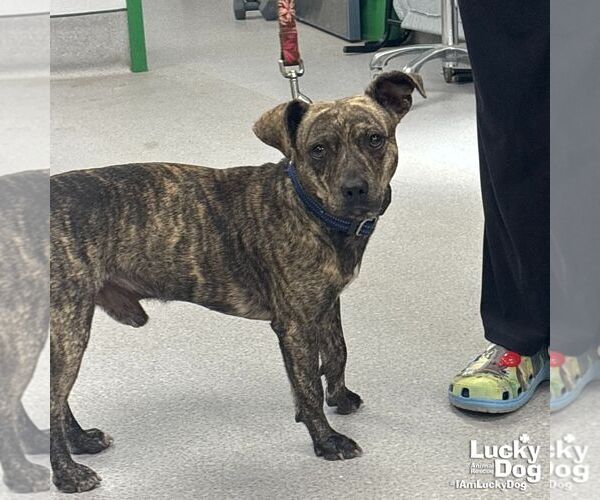 Medium Photo #2 Mutt Puppy For Sale in Washington, DC, USA