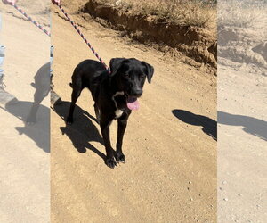 Osa - Female Labrador Retriever-Unknown Mix Dog for Adoption - Photo #5
