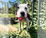 Small #2 American Pit Bull Terrier Mix