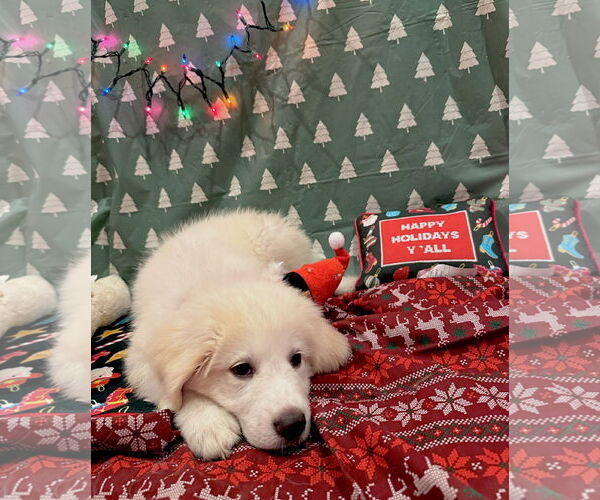 Medium Photo #7 Great Pyrenees Puppy For Sale in Spring, TX, USA