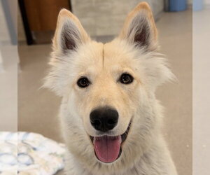 Siberian Husky-Unknown Mix Dogs for adoption in Jefferson, WI, USA