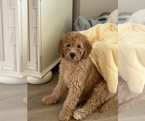 Goldendoodle (Miniature) Puppy for sale in MACOMB, MI, USA