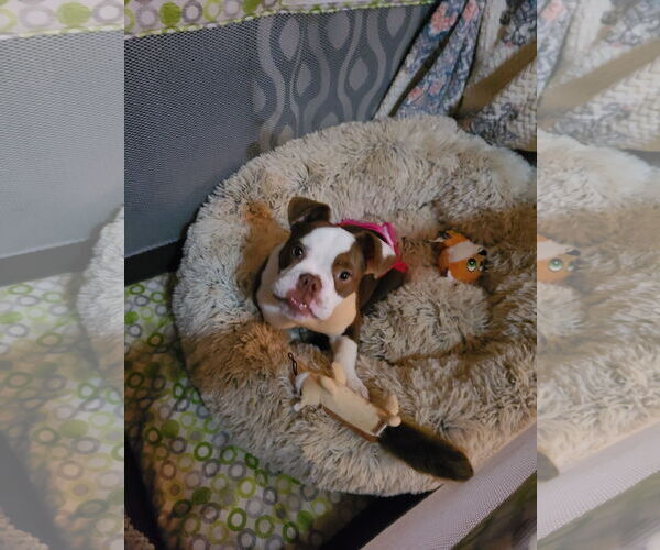 Medium Photo #5 Bulldog Puppy For Sale in Shreveport, LA, USA