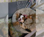 Small #4 Bulldog