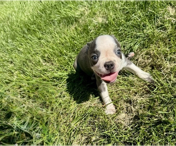 Medium Photo #6 Boston Terrier Puppy For Sale in BREMEN, IN, USA