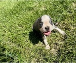 Small #5 Boston Terrier
