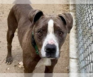 Mutt Dogs for adoption in Martinez, CA, USA