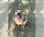 Small Labrador Retriever Mix