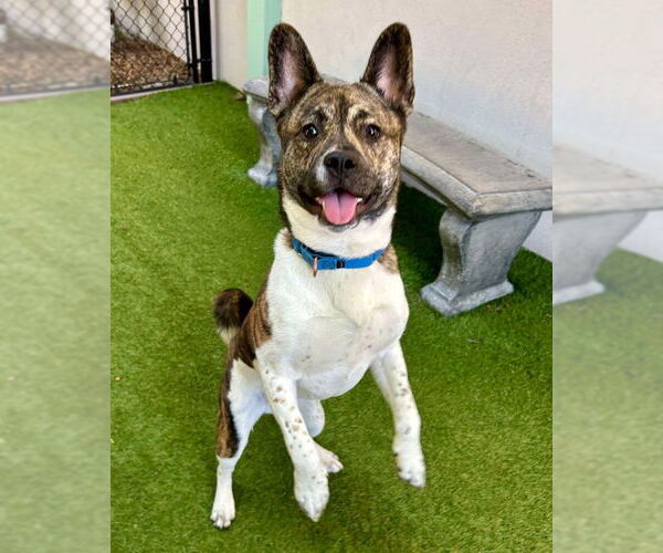 Medium Photo #1 Akita Puppy For Sale in Petaluma, CA, USA