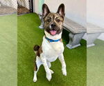 Small Akita