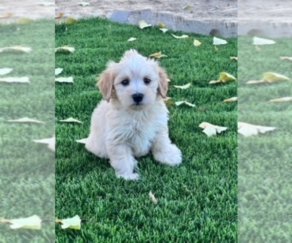 Medium Photo #1 Snorkie Puppy For Sale in COARSEGOLD, CA, USA