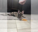 Small Photo #4 French Bulldog Puppy For Sale in ROUND ROCK, TX, USA