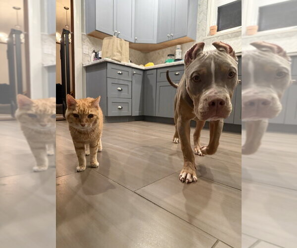 Medium Photo #3 Mutt Puppy For Sale in Pacifica, CA, USA