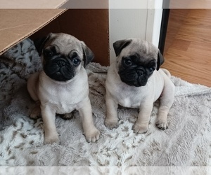 Pug Puppy for sale in STEELTON, PA, USA