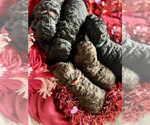 Poodle (Miniature) Puppy for sale in KNOXVILLE, TN, USA