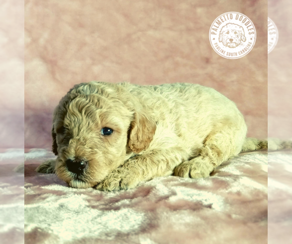 Medium Photo #11 Goldendoodle Puppy For Sale in PAULINE, SC, USA