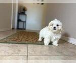 Small #2 Shih-Poo