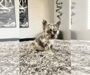 French Bulldog Puppy for sale in BAKER, CA, USA