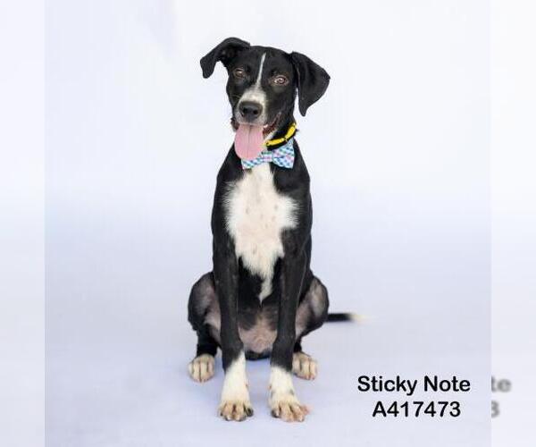 Medium Photo #2 Labrador Retriever-Unknown Mix Puppy For Sale in Conroe, TX, USA