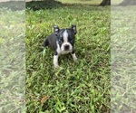 Small #7 Boston Terrier