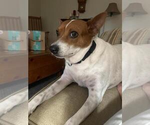 Basenji-Unknown Mix Dogs for adoption in Las Vegas, NV, USA