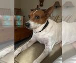 Small Basenji Mix