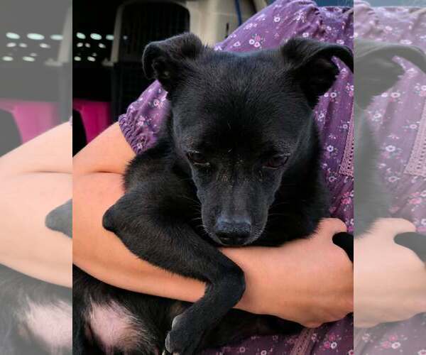 Medium Photo #1 Chihuahua Puppy For Sale in Mukwonago, WI, USA