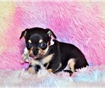 Puppy Carmelina Chihuahua