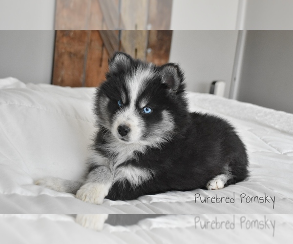 Medium Photo #3 Pomsky Puppy For Sale in KANSAS CITY, MO, USA