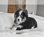 Small #2 Pomsky