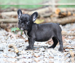 Small Photo #9 French Bulldog Puppy For Sale in LAWRENCEVILLE, GA, USA