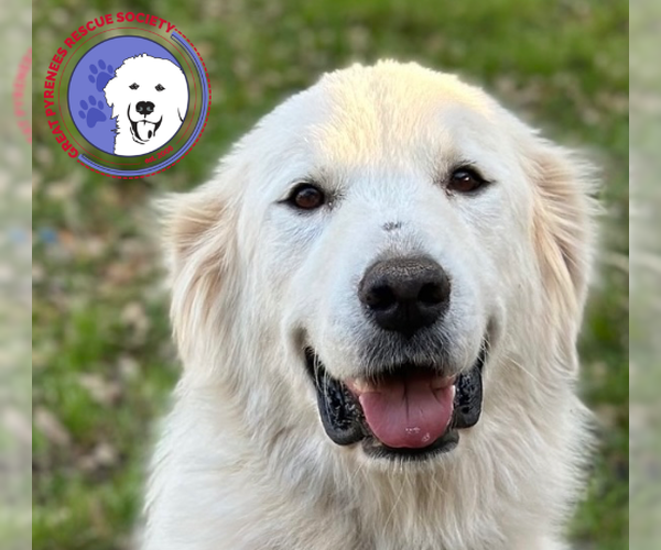 Medium Photo #1 Great Pyrenees Puppy For Sale in Spring, TX, USA