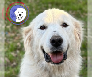 Great Pyrenees Dogs for adoption in Spring, TX, USA