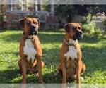 Small #2 Boxer