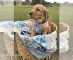 Puppy Prince Adam Goldendoodle
